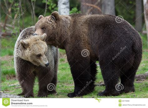 The evolution of affectionate bears: from wild to wonderful